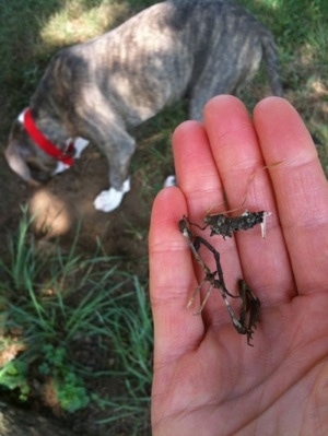 A person has bones in their hand. In the background there is a blue-nose Brindle Pit Bull Terrier puppy digging in dirt.