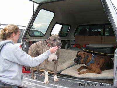 A blonde-haired girl is feeding a blue-nose brindle Pit Bull Terrier puppy food out her hand. There is a brown brindle Boxer laying in the back of a pick-up truck.