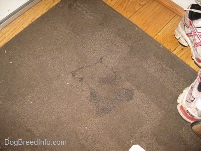 A wet spot on a brown rug.