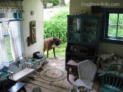 A brown with black and white Boxer is walking into a child-sized dollhouse. His mouth is open and his tongue is out.