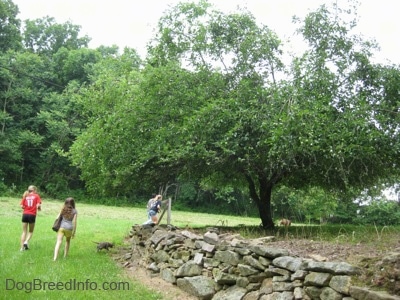 Three girls and a man are walking in grass along an old farm rock wall and following behind is a blue-nose brindle Pit Bull Terrier puppy.