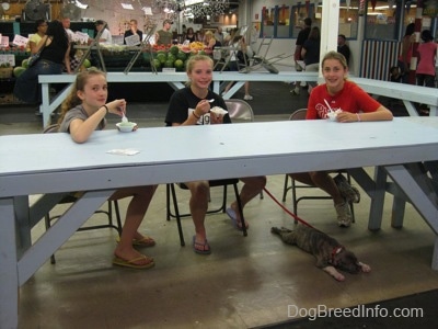 Three girls are sitting at a table in a farmers market and they are eating ice cream. Under the table a blue-nose brindle Pit Bull Terrier puppy is sleeping.