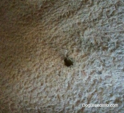 Close up - A hole in a dog bed