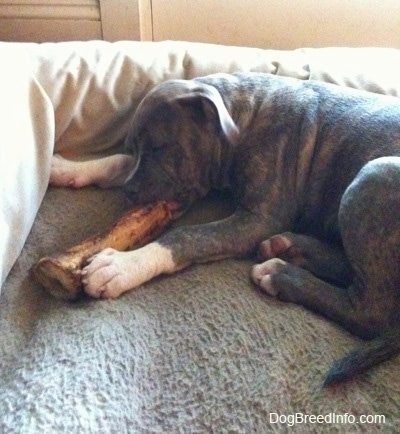 A blue-nose Brindle Pit Bull Terrier puppy is laying on a dog bed chewing on a dog bone.