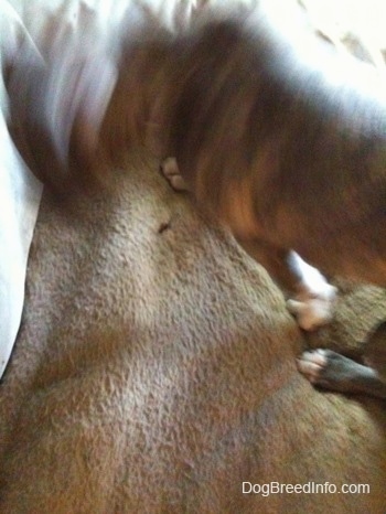 A blue-nose Brindle Pit Bull Terrier puppy is walking over a hole in a dog bed.