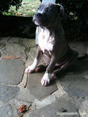 A blue-nose Pit Bull Terrier puppy is looking up and to the left. There is puke on the porch. The dog does not have a collar on.