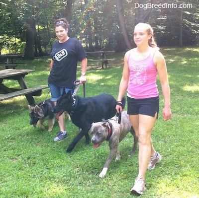 A girl in a pink and a lady in black are walking three dogs acorss a yard.