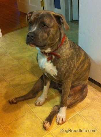 A blue-nose Brindle Pit Bull Terrier is sitting on a tiled floor leaning against a refrigerator that is behind him.