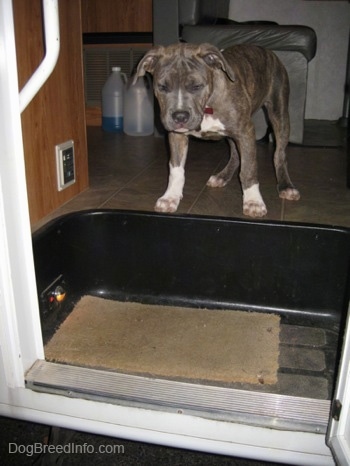 A blue-nose Brindle Pit Bull Terrier puppy is standing at the top of a staircase in a camper looking down out of the open door.