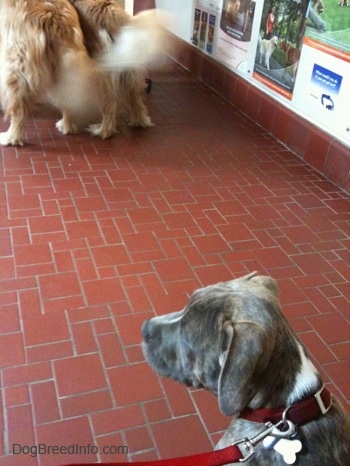 A blue-nose Brindle Pit Bull Terrier puppy is sitting on a brick surface and he is looking to the left. There are two Golden Retrievers in front of him.