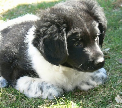 Close up head and upper body shot - The front right side of a small fluffy black and white Stabyhoun puppy that is laying across grass, it is looking down and to the right. 