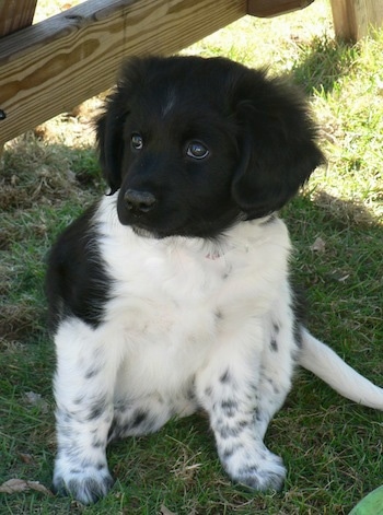 Front view - A small fluffy black and white Stabyhoun puppy is sitting in grass under the shade of a wooden table looking to the left.