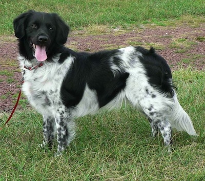 the left side of a black and white Stabyhoun that is standing across a grass surface. It is looking forward, it has its mouth open, its tongue out and it looks like it is smiling. It is holding its tail down low.