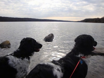 The back right side of two black and white Stabyhouns looking out at a body of water, they both are panting.