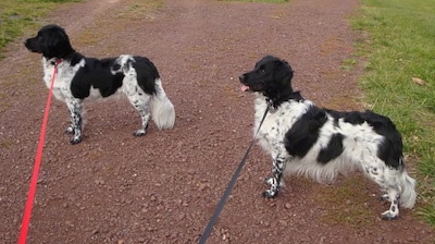 Two black and white Stabyhouns are standing across a dirt path and they are both looking to the left.
