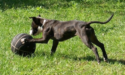 The left side of a brindle with white Staffordshire Bull Terrier puppy that is playing with a black basketball in grass. The dog has its front paw on the ball.