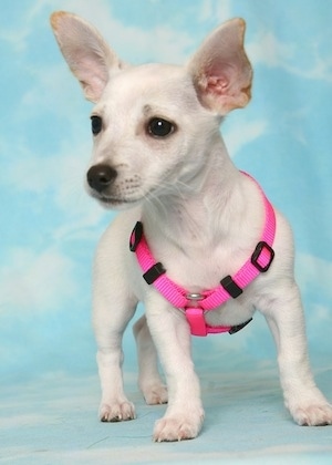 A short legged, low to the ground, white Taco Terrier puppy standing on a sky backdrop wearing a hot pink harness looking to the left. It has perk ears that come to a point and are set wide apart, dark wide eyes and a black nose.