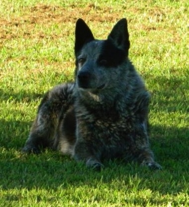 Front view - A perk eared, merle Texas Heeler dog laying in the shade in grass looking to the left. It has perk ears.