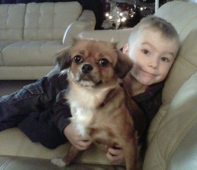 Front view - A brown with white Tibetan Chin is sitting on a couch and it is looking forward. There is a boy hugging its back. The dog has a black nose and small drop ears.
