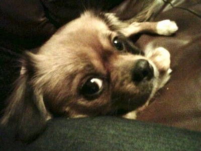 Close up head shot - A tan with white and black Tibetan Chin is laying against the leg of a person sitting on a couch. The dog has a black nose.