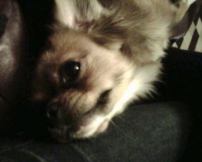 Top down view of a fluffy brown with white Tibetan Chin dog laying across a persons leg.