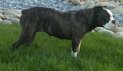 The right side of a brindle with white Victorian Bulldog that is standing across a grass surface and it is looking to the right. It has a short docked tail and a black nose.