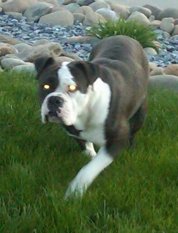 A brindle with white Victorian Bulldog is walking down a yard and it is looking forward. The dogs eyes are glowing yellow, its front paw is in the air and its small ears fold over to the front in a v-shape.