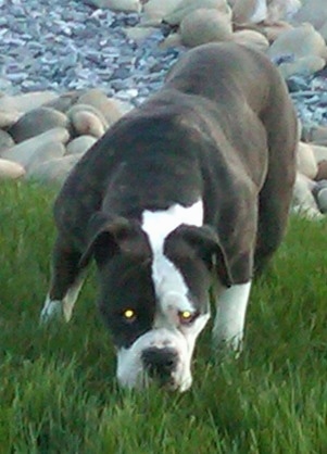 A dark brindle with white Victorian Bulldogs head is down towards the ground, but it is looking forward. It has a big black nose and a wide chest with a muscular body.