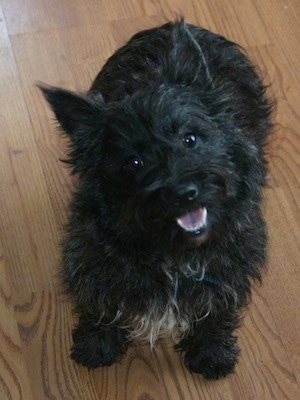 A topdown view of a black brindle Wauzer dog that is sitting on a hardwood floor. Her mouth is open and it looks like she is smiling. The dog has wide black round eyes and pointy ears that stand up.