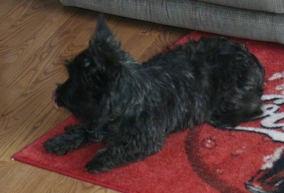 The front left side of a black brindle Wauzer dog that is laying on a red 'Coca-Cola' throw rug in front of a couch on top of a hardwood floor.