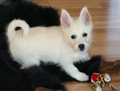 The right side of a white Westeke puppy that is laying across a black rug and it is looking forward. It has large pointy perk ears, dark eyes and a dark nose. Its tail is curled up over its back in a ring.