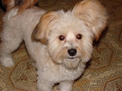 A soft coated thick-haired tan dog with a shaved coat and fring small drop ears with round eyes and a black nose is standing on a tan tiled floor looking happy.