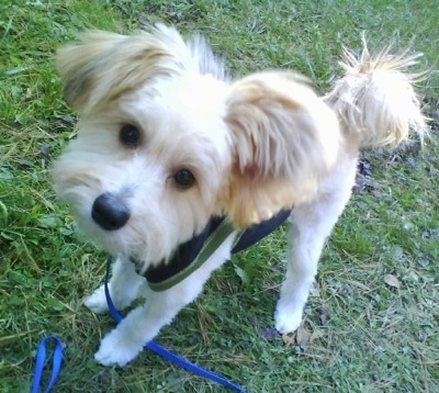 The front left side of a tan Westillon dog that is wearing a vest is standing in grass and looking up. Its coat is shaved short and it has longer hair on its tail, snout and ears.