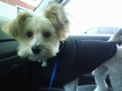 The left side of a small tan Westillon dog wearing a jacket that is standing on the passenger side of a vehicle.