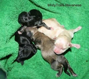 Four tiny puppies laying on a towel