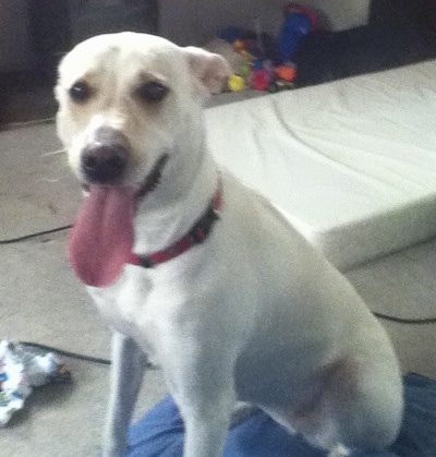 The front left side of an American White Shepherd that has its mouth open and tongue out. It is sitting on a pillow in front of a twin bed mattress.