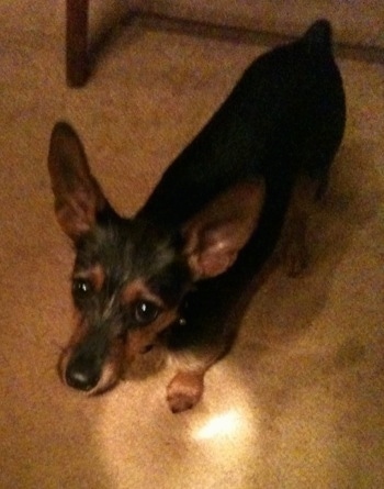 Top down view of a black with brown Wire Fox Punscher puppy that is standing on a carpet and it is looking up. The dog has large perk ears that stand up in the air.