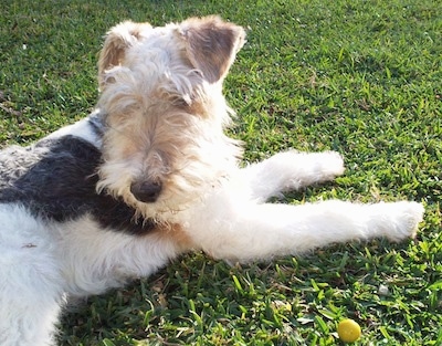 purebred fox terrier