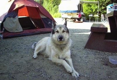 A tan and white with black Wolamute is laying in the dirt at a campground and it is looking forward. There is a red and tan tent and a pop-out camper behind it.