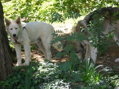 husky 6 months