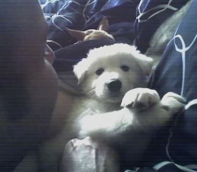 A white Wolf Hybrid puppy is laying belly up in a persons lap.