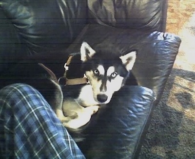 A black and white Timber Wolf/Siberian Husky is laying in a circle on a black leather couch. It has small perk ears and silver eyes.