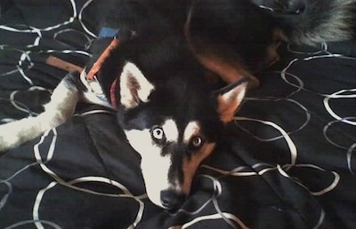 A black and white timber Wolf/Siberian Husky is laying down on a blanket on top of a bed and it is looking up. It has silver eyes.