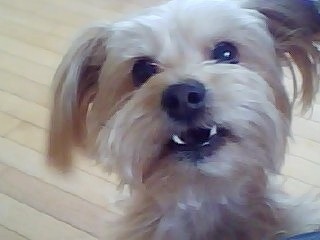 Close up - Gulliver the Bichon Yorkie with its bottom teeth showing and a hardwood floor in the background