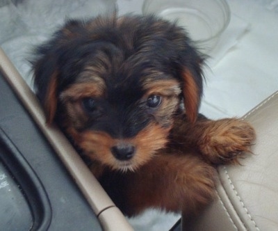 Yorkie Puppies on Yorkipoo Yorkie Poo Yorkie Poodle Hybrid Yorkipoos Yorkiepoos