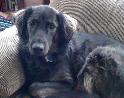 A medium-haired, large, black Afador dog is laying against the arm of a tan couch.