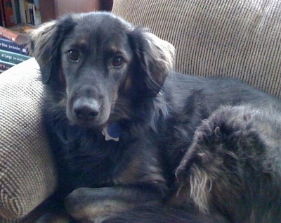 The left side of a black with tan Afador that is laying against the arm of a couch