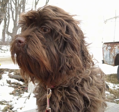 Close up upper body shot - A long-wavy-coated, brown Affen Spaniel dog is sitting on a wooden deck surrounded by an area covered in snow.