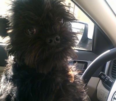 Close up - The right side of a black Affenpinscher that is sitting in the driver seat of car and it is looking forward.