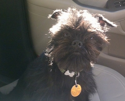 The right side of a black Affenpinscher that is sitting down in a car with big yellow dog tag. It is looking forward.